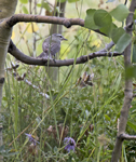 Warbling Vireo 3371